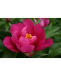 Paeonia ITOH Yankee Doodle Dandy